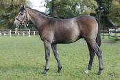 Destor (GER)