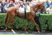Ernesto (GER)